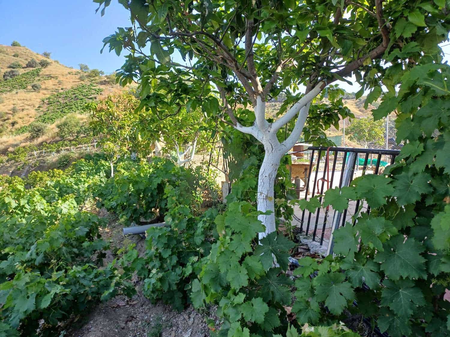 3 slaapkamer Finca/Landhuis te koop in El Borge - € 250.000 (Ref: 9634661)