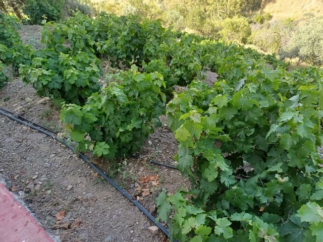 3 soveværelse Finca/Landehus til salg i El Borge - € 250.000 (Ref: 9634661)