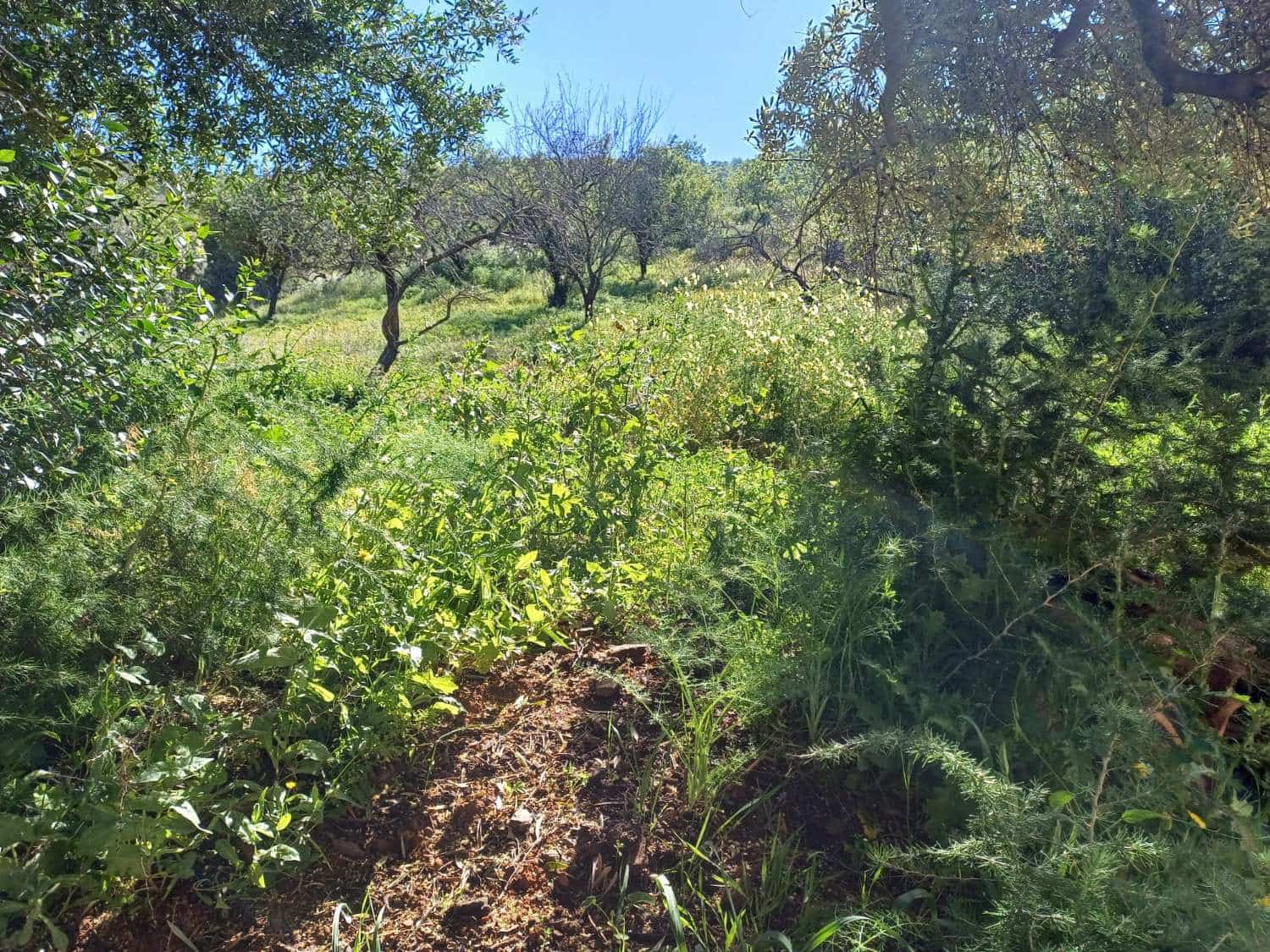 Tontti myytävänä paikassa Malaga kaupunki - 110 000 € (Ref: 9634665)