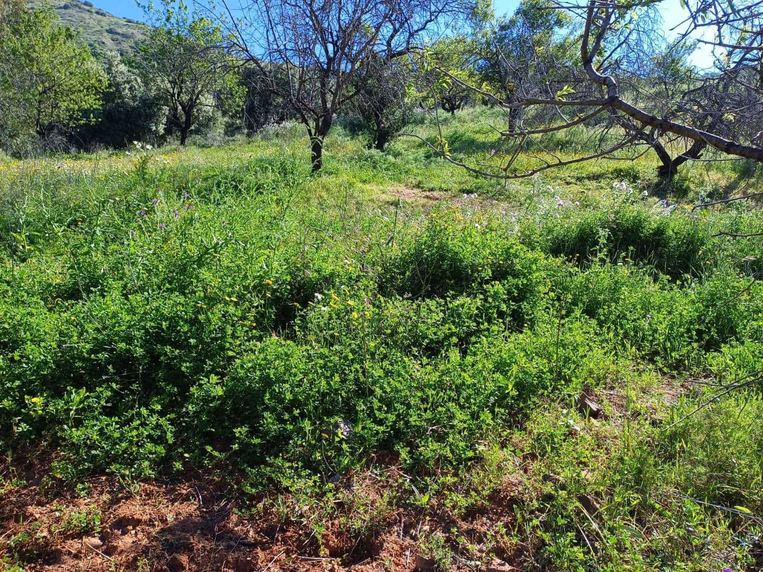 Tontti myytävänä paikassa Malaga kaupunki - 110 000 € (Ref: 9634665)