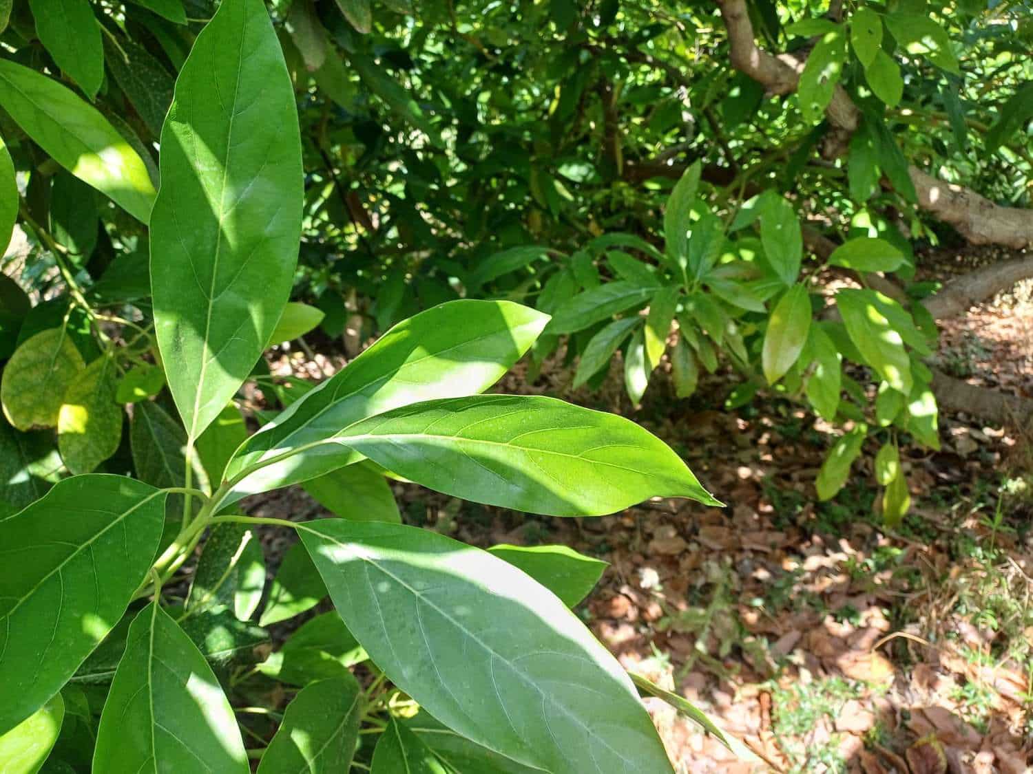 Building Plot for sale in Torrox - € 90,000 (Ref: 9634666)