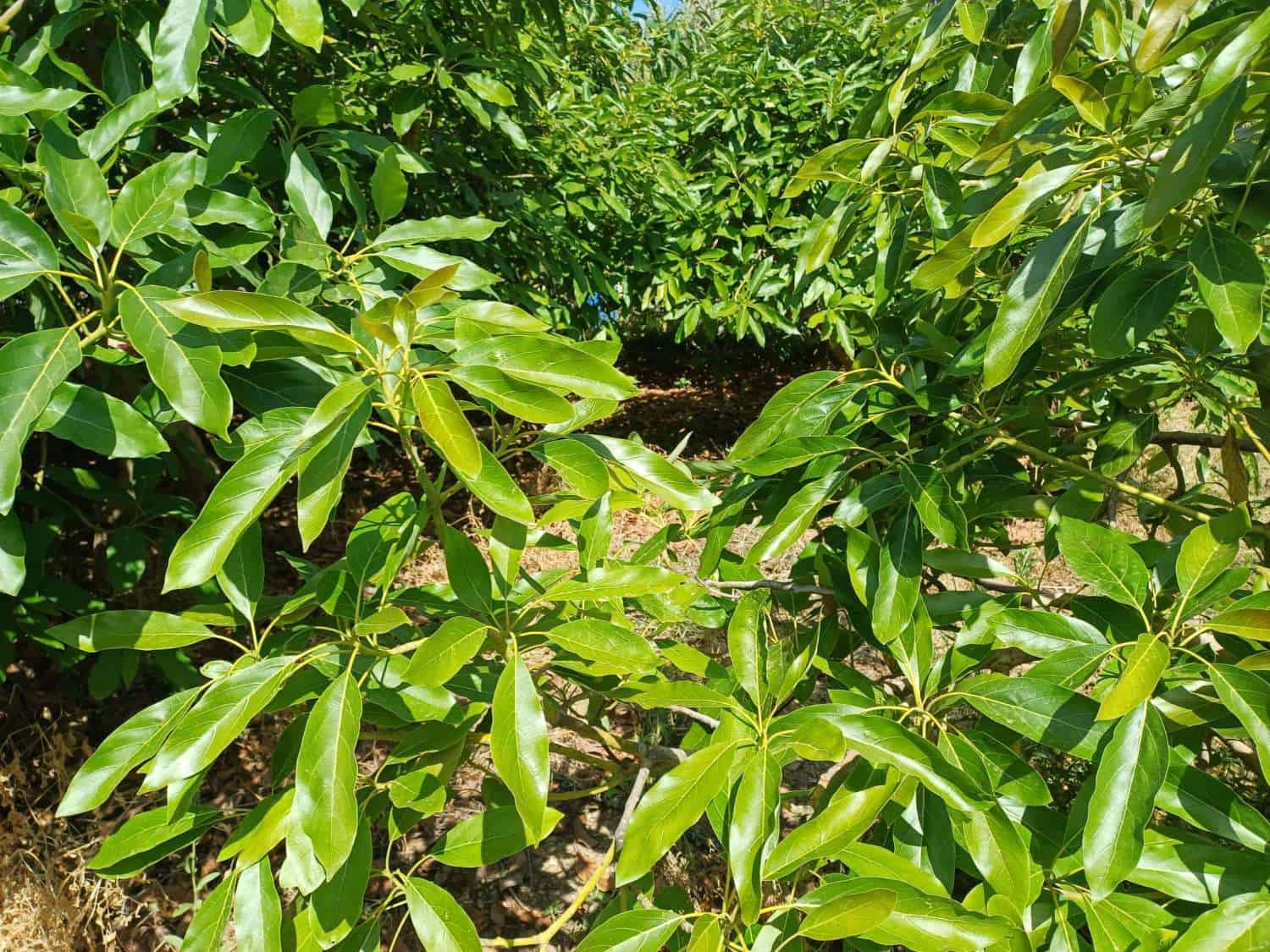 Building Plot for sale in Torrox - € 90,000 (Ref: 9634666)