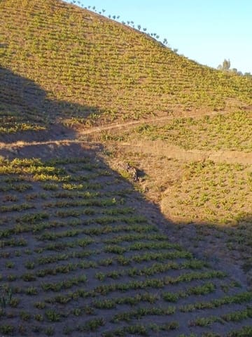 Tontti myytävänä paikassa Almáchar - 50 000 € (Ref: 9634670)