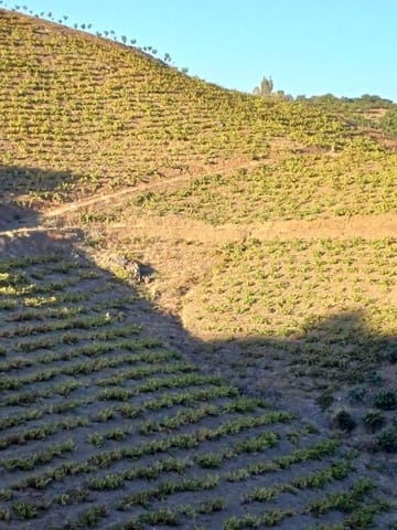 Tontti myytävänä paikassa Almáchar - 50 000 € (Ref: 9634670)