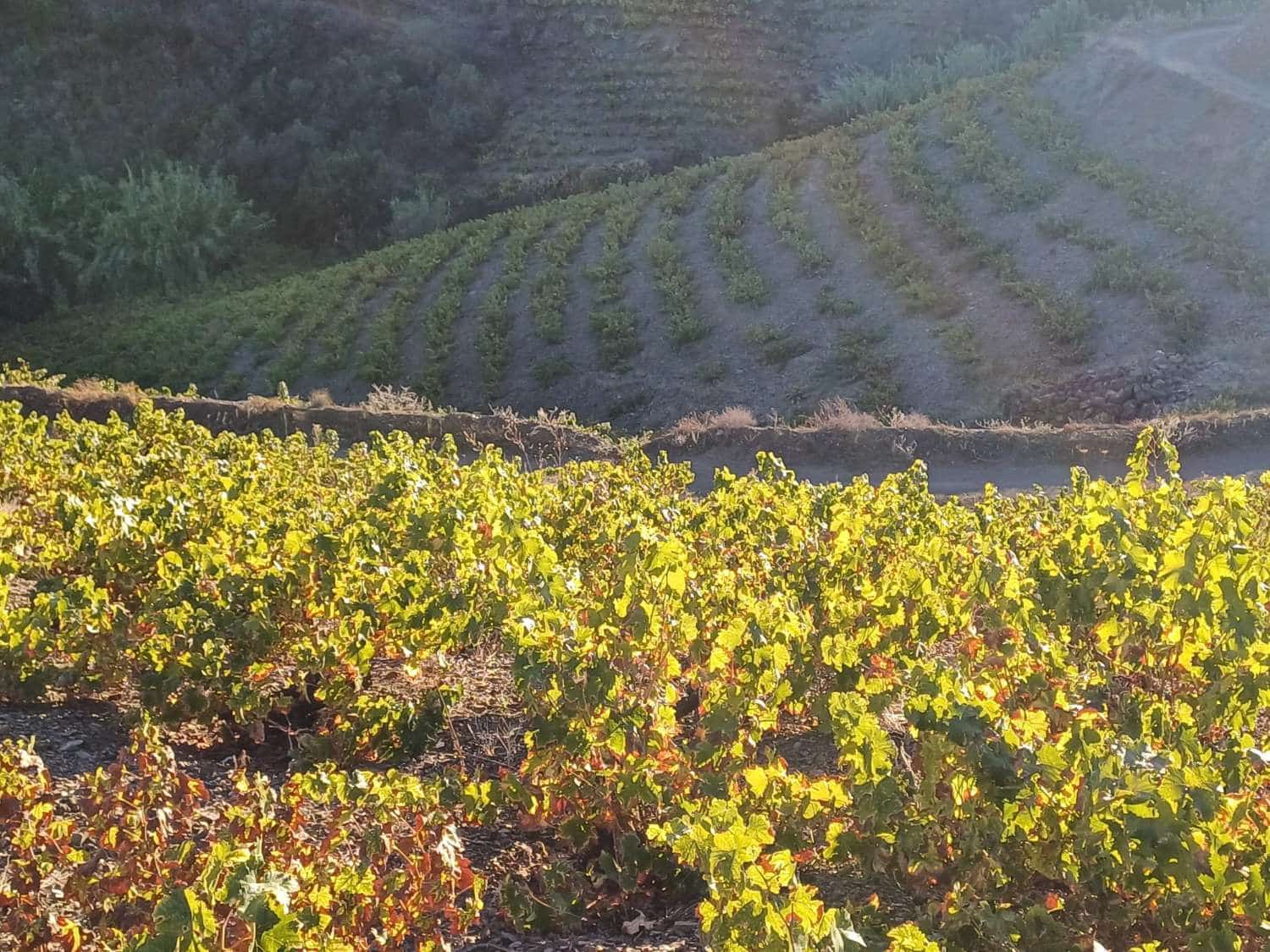 Tontti myytävänä paikassa Almachar - 50 000 € (Ref: 9634670)