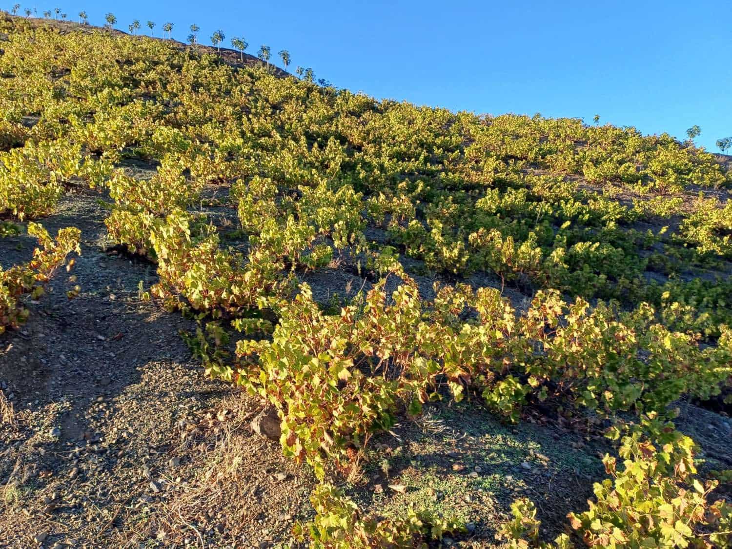 Tontti myytävänä paikassa Almachar - 50 000 € (Ref: 9634670)