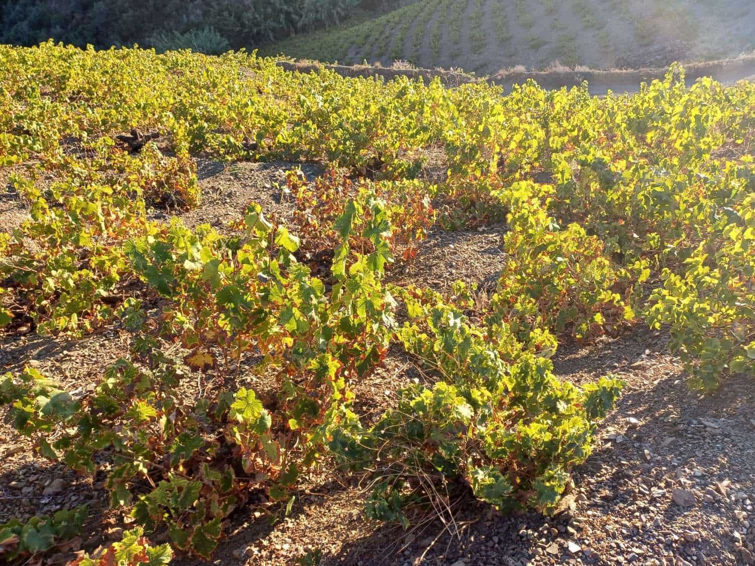 Tontti myytävänä paikassa Almachar - 50 000 € (Ref: 9634670)