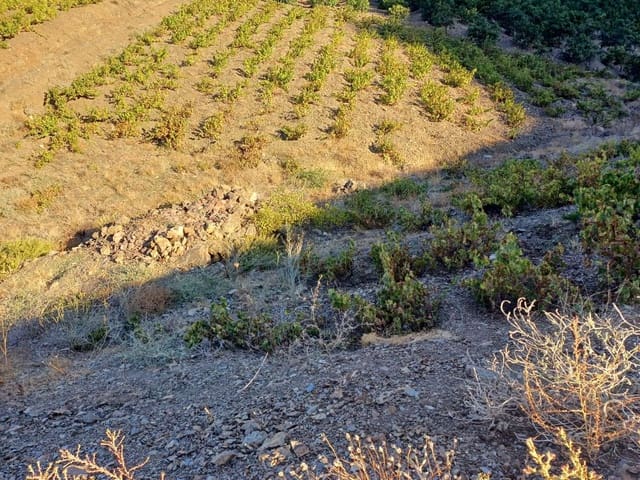 Tontti myytävänä paikassa Almáchar - 50 000 € (Ref: 9634670)