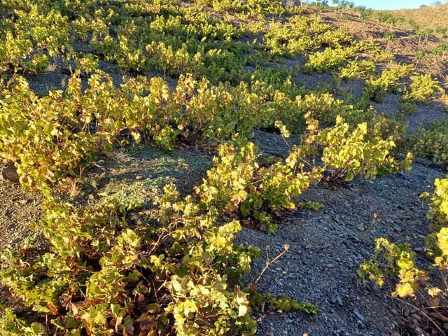 Tontti myytävänä paikassa Almáchar - 50 000 € (Ref: 9634670)