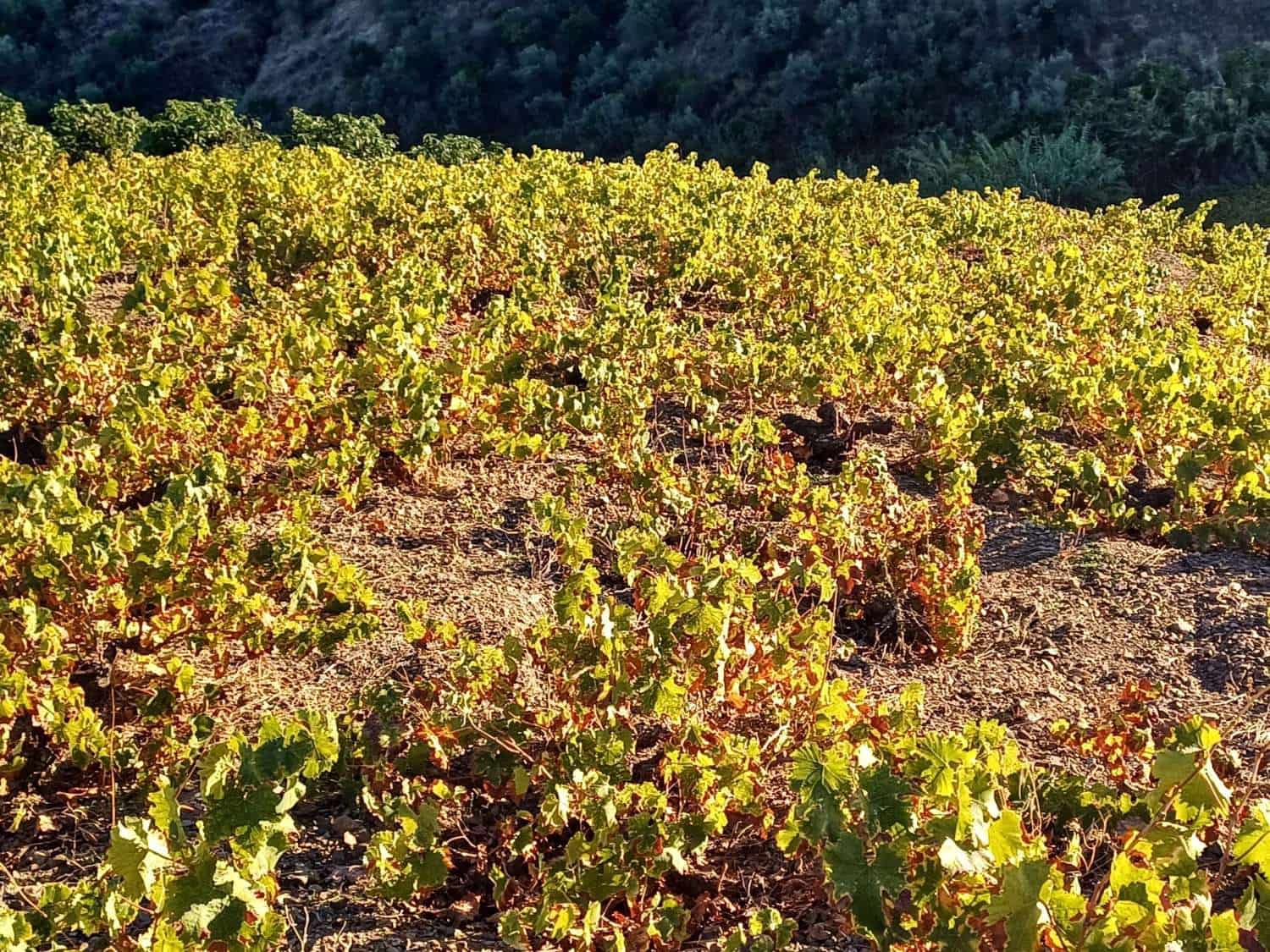 Tontti myytävänä paikassa Almachar - 50 000 € (Ref: 9634670)