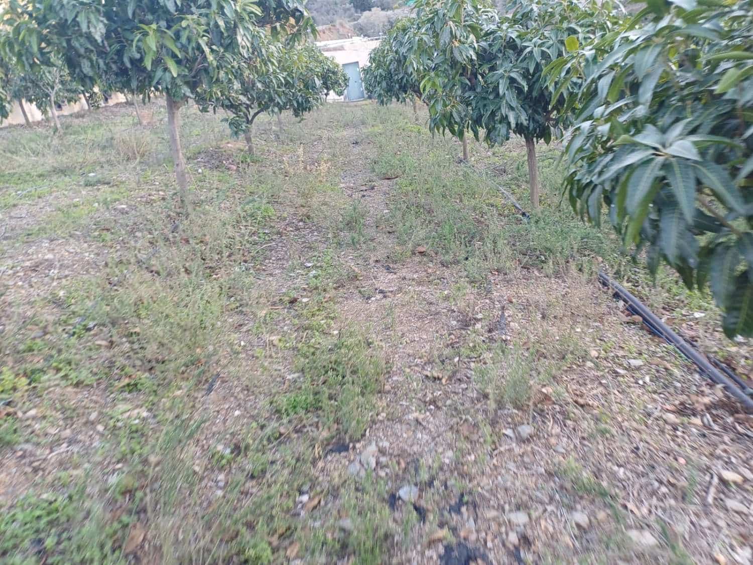 2 soverom Finca/Herregård til salgs i Iznate med svømmebasseng - € 470 000 (Ref: 9634672)