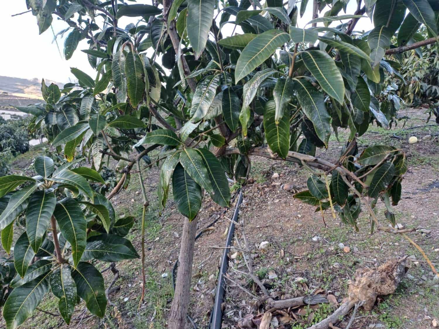 2 soverom Finca/Herregård til salgs i Iznate med svømmebasseng - € 470 000 (Ref: 9634672)