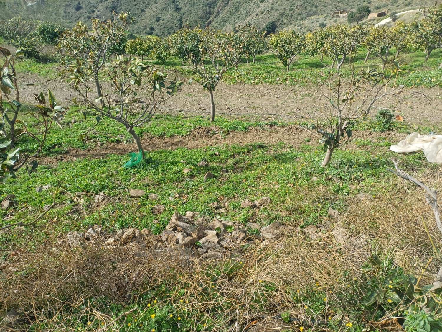 Area Edificabile in vendita in Algarrobo - 150.000 € (Rif: 9634674)