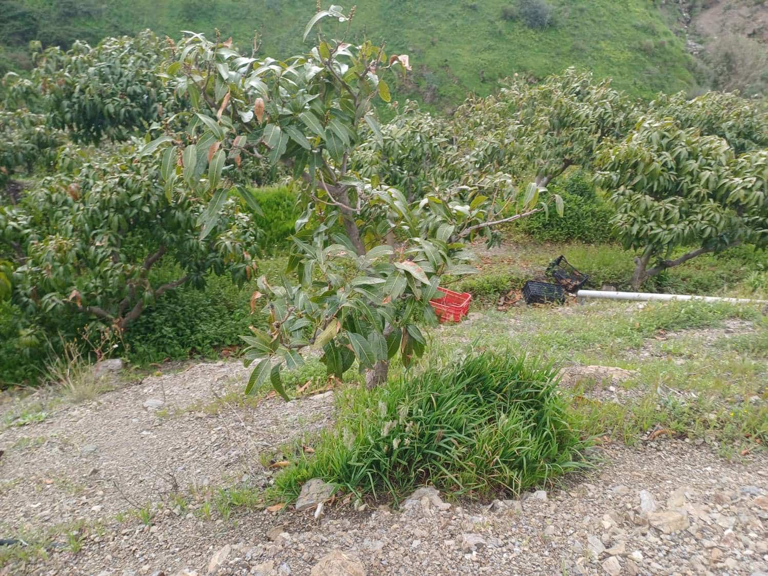 3 sypialnia Finka/Dom wiejski na sprzedaż w Almachar z basenem - 255 000 € (Ref: 9679436)