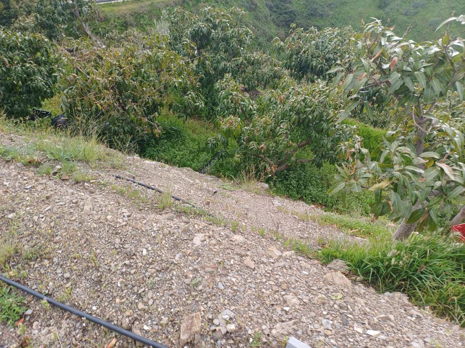 3 sypialnia Finka/Dom wiejski na sprzedaż w Almachar z basenem - 255 000 € (Ref: 9679436)