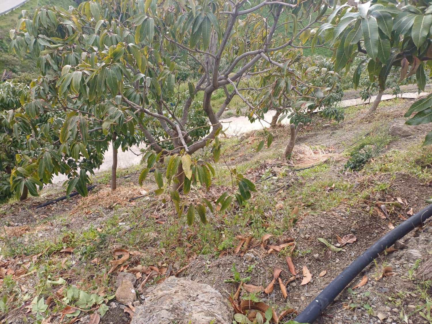 3 sypialnia Finka/Dom wiejski na sprzedaż w Almachar z basenem - 255 000 € (Ref: 9679436)