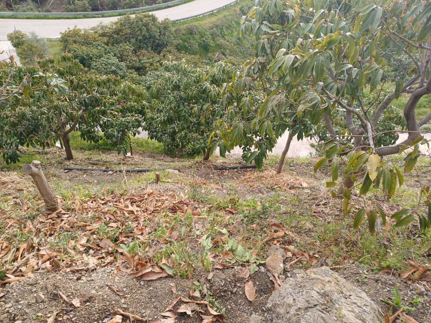 3 sypialnia Finka/Dom wiejski na sprzedaż w Almachar z basenem - 255 000 € (Ref: 9679436)