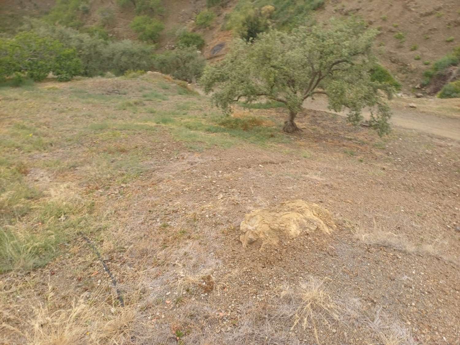 3 soveværelse Finca/Landehus til salg i Almachar - € 240.000 (Ref: 9755311)