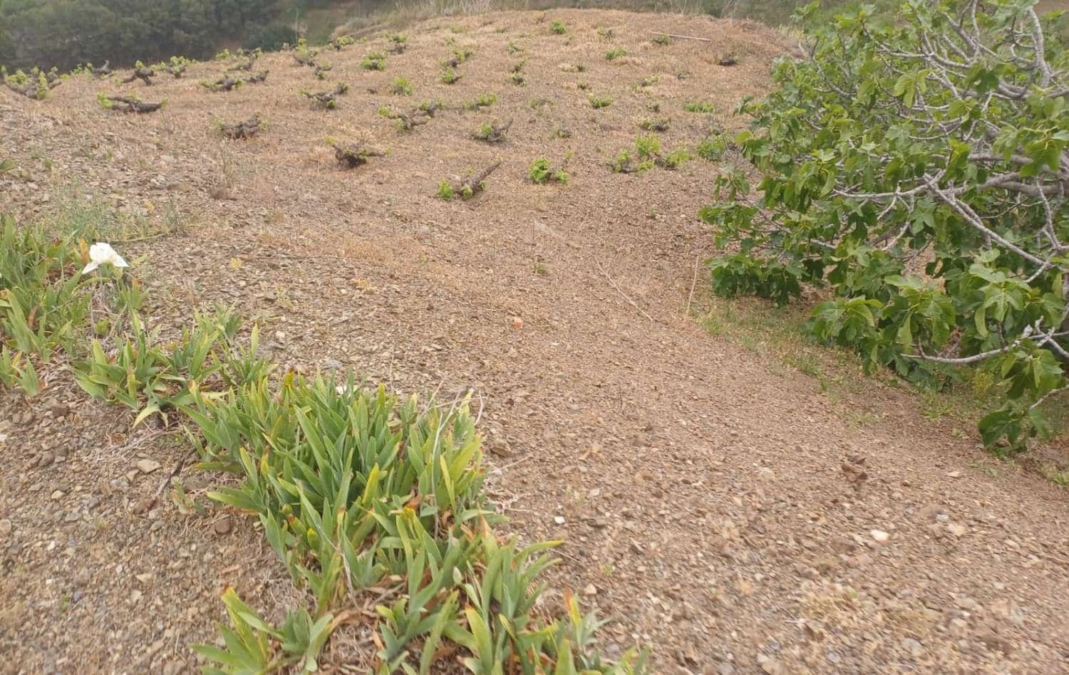 3 soveværelse Finca/Landehus til salg i Almachar - € 240.000 (Ref: 9755311)