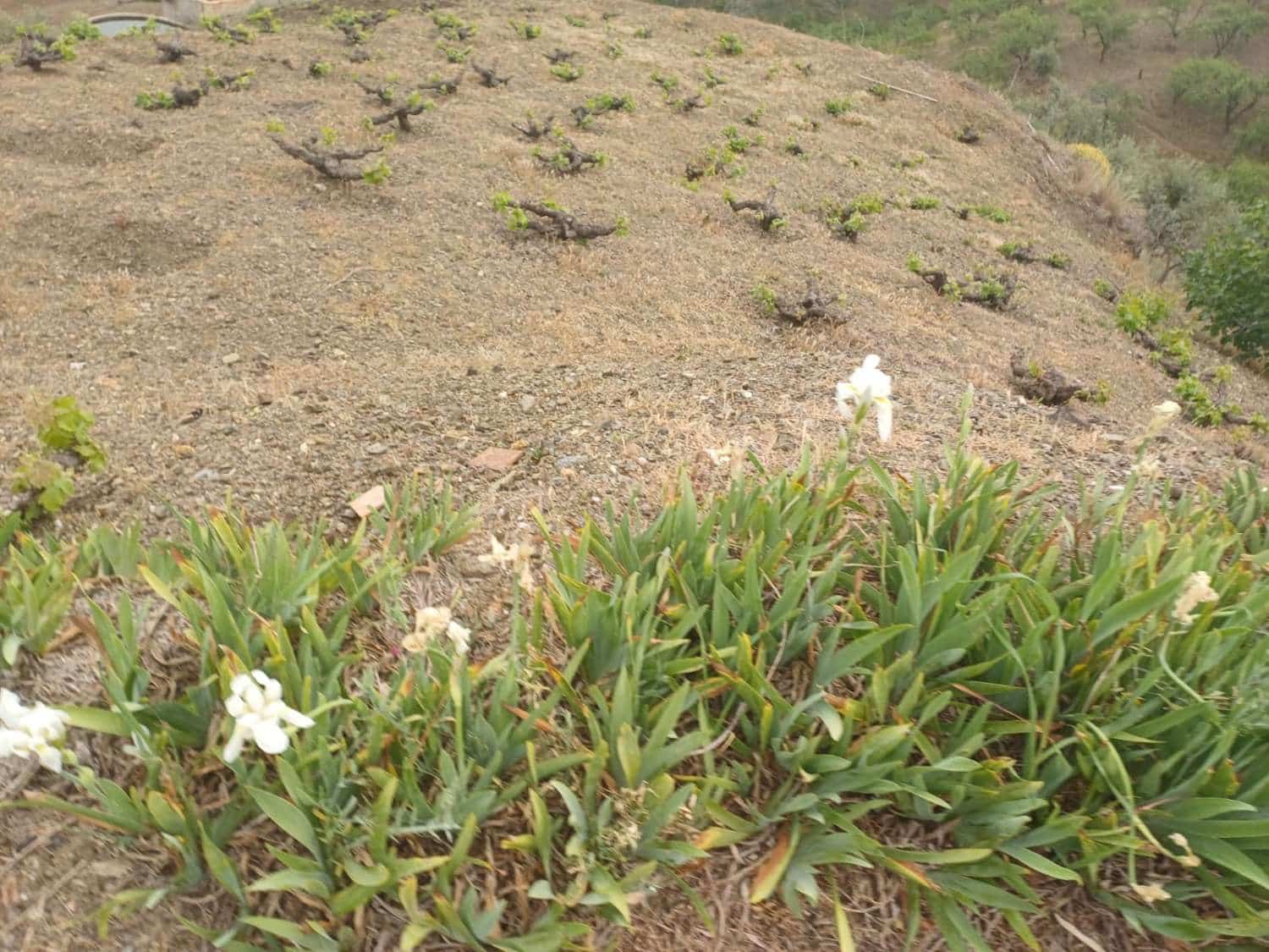 3 soveværelse Finca/Landehus til salg i Almachar - € 240.000 (Ref: 9755311)