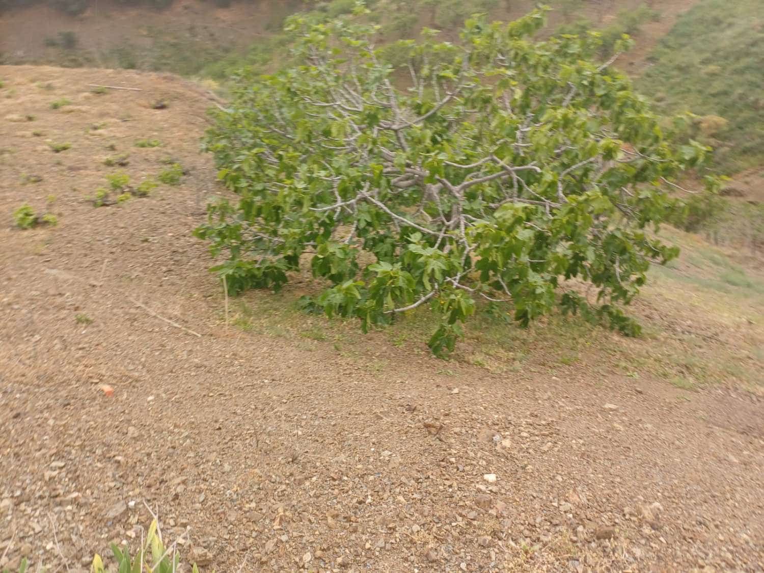 3 soveværelse Finca/Landehus til salg i Almachar - € 240.000 (Ref: 9755311)