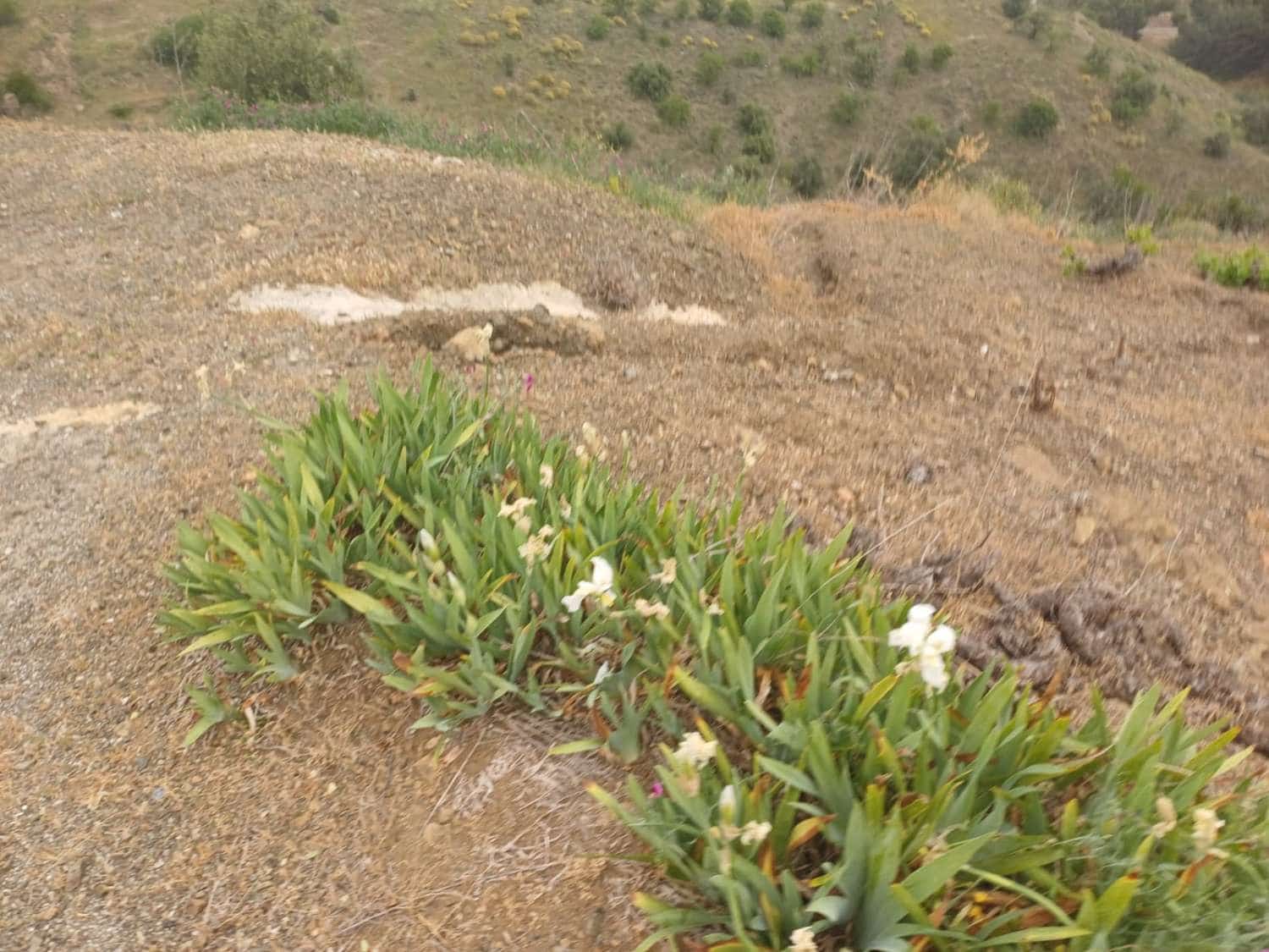 3 soveværelse Finca/Landehus til salg i Almachar - € 240.000 (Ref: 9755311)