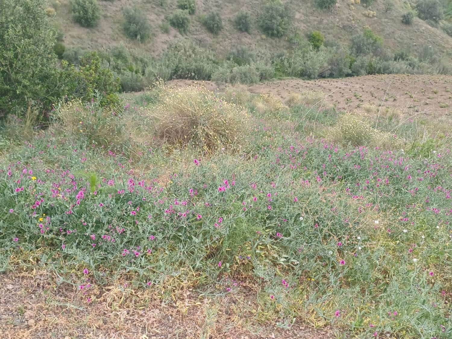 3 soveværelse Finca/Landehus til salg i Almachar - € 240.000 (Ref: 9755311)