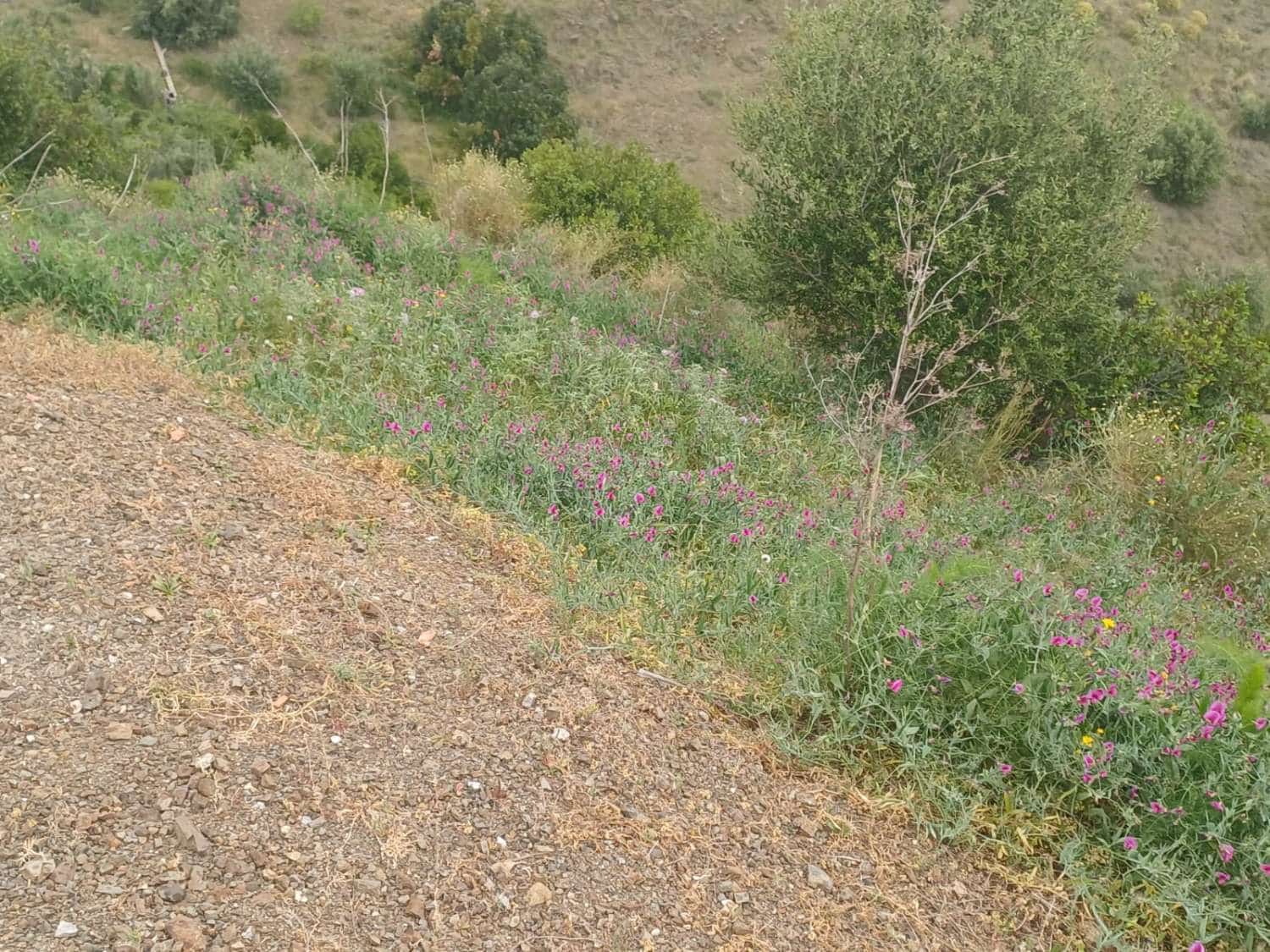 3 soveværelse Finca/Landehus til salg i Almachar - € 240.000 (Ref: 9755311)