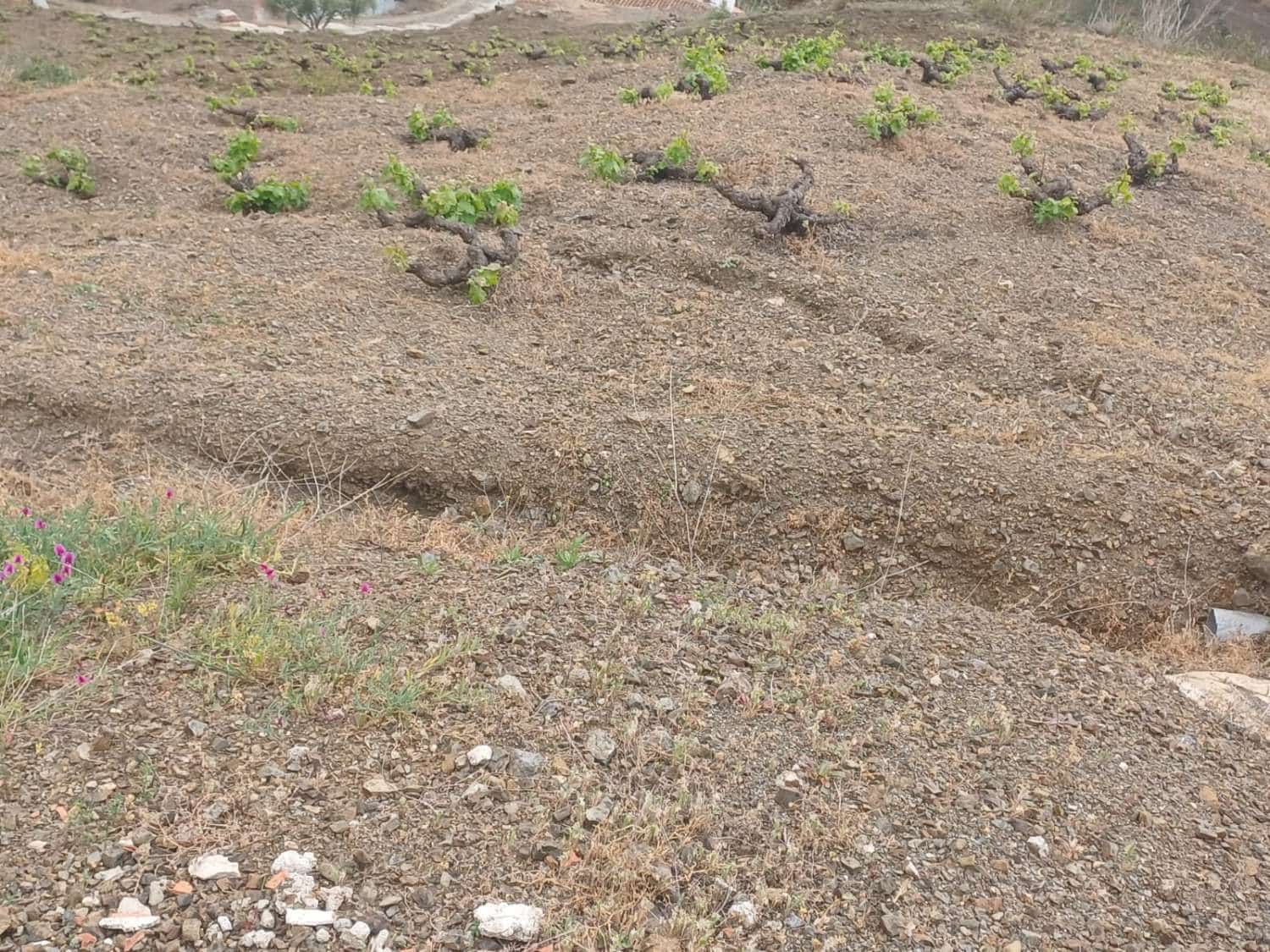 3 soveværelse Finca/Landehus til salg i Almachar - € 240.000 (Ref: 9755311)