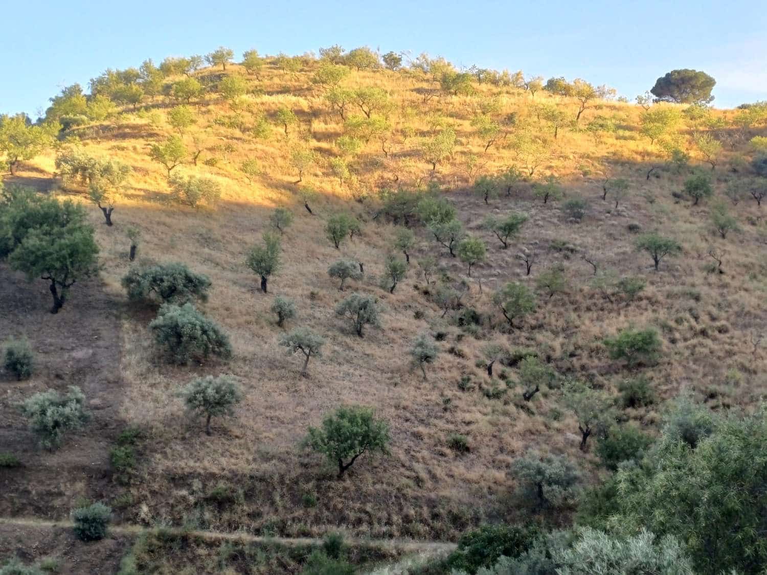 Terreno para Construção para venda em Moclinejo - 45 000 € (Ref: 9872931)