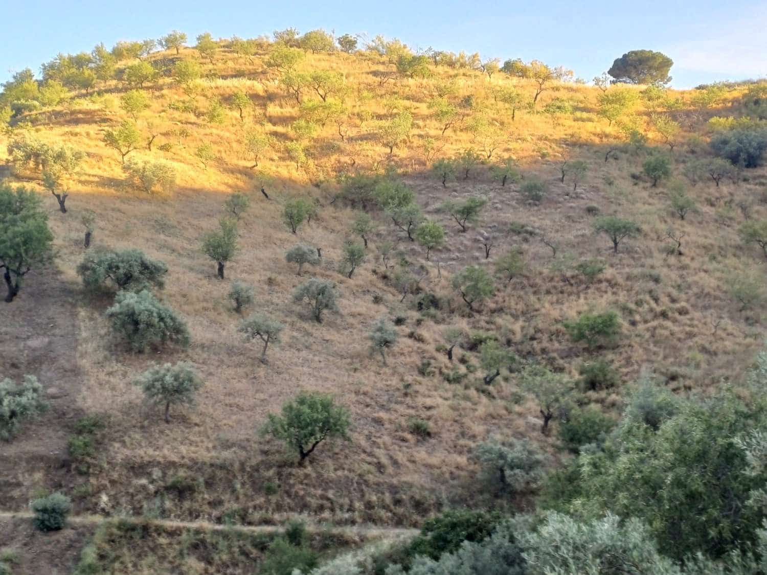 Terreno para Construção para venda em Moclinejo - 45 000 € (Ref: 9872931)