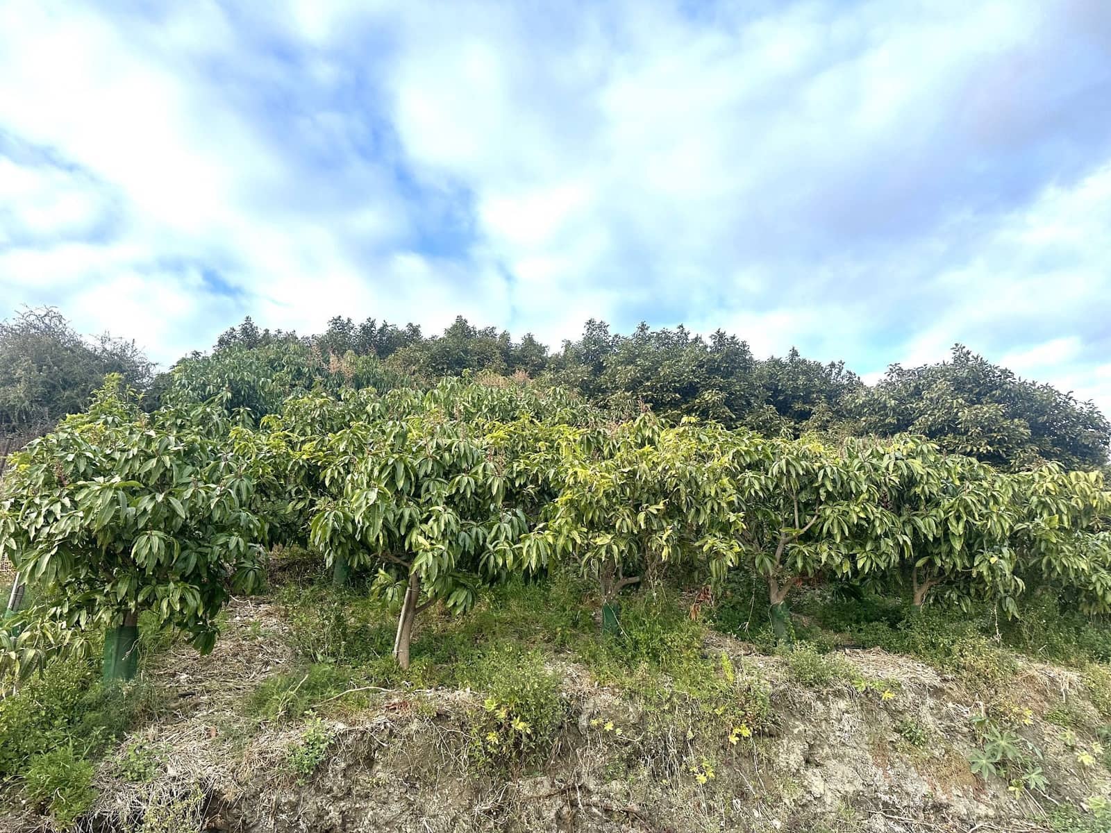 2 makuuhuone Maalaistalo myytävänä paikassa Motril - 264 000 € (Ref: 9480806)