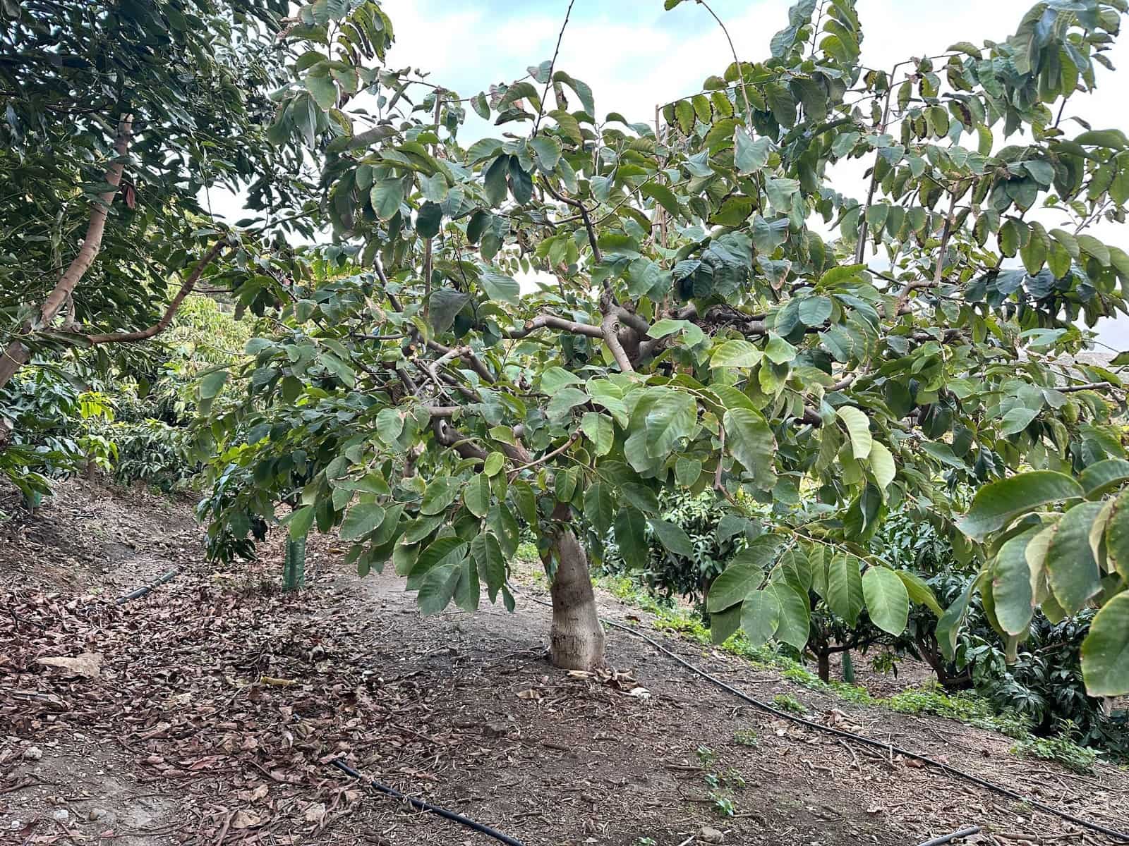 2 makuuhuone Maalaistalo myytävänä paikassa Motril - 264 000 € (Ref: 9480806)