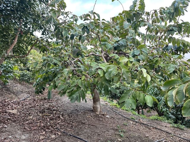 2 makuuhuone Maalaistalo myytävänä paikassa Motril - 264 000 € (Ref: 9480806)