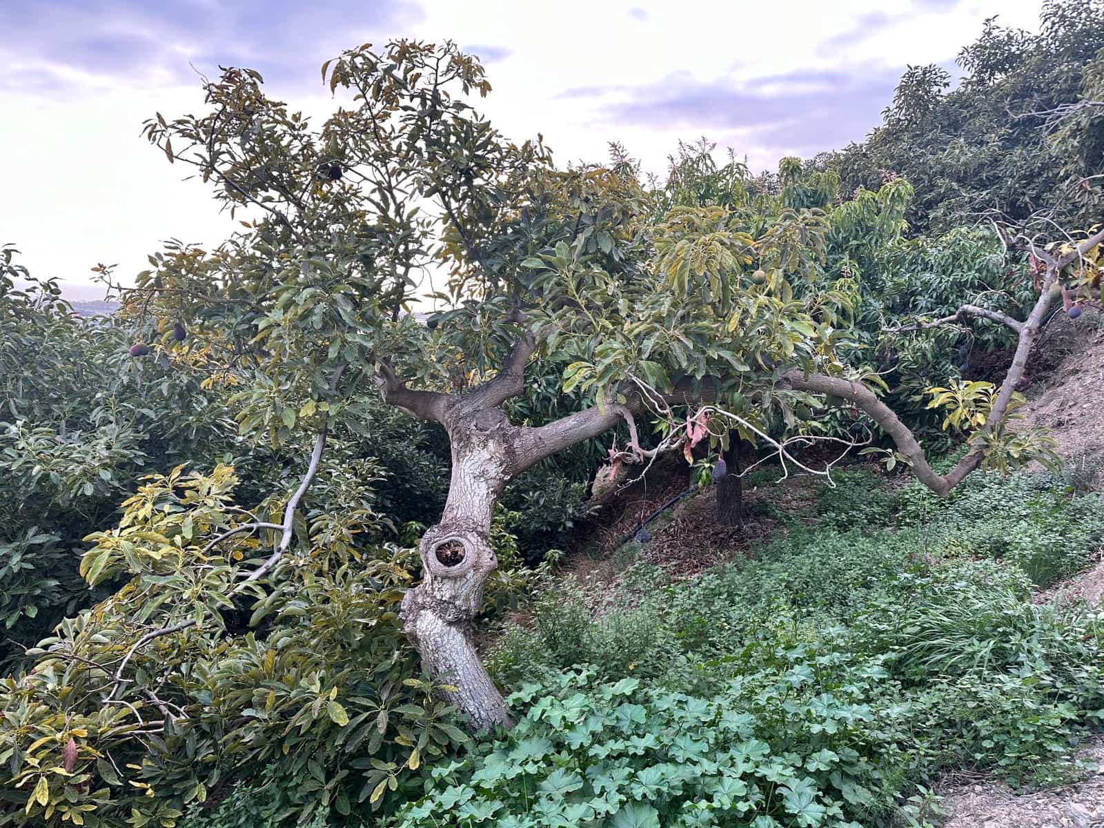 2 makuuhuone Maalaistalo myytävänä paikassa Motril - 264 000 € (Ref: 9480806)