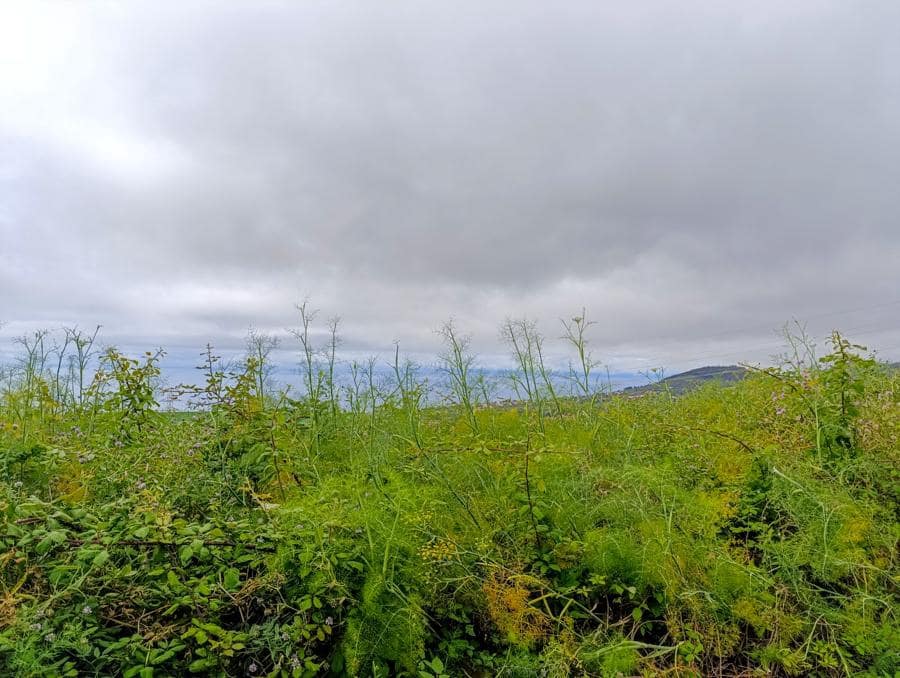 Terreno/Finca Rústica en Tacoronte en venta - 130.000 € (Ref: 9287428)