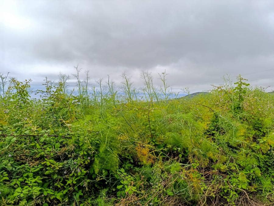 Terreno/Finca Rústica en Tacoronte en venta - 130.000 € (Ref: 9287428)