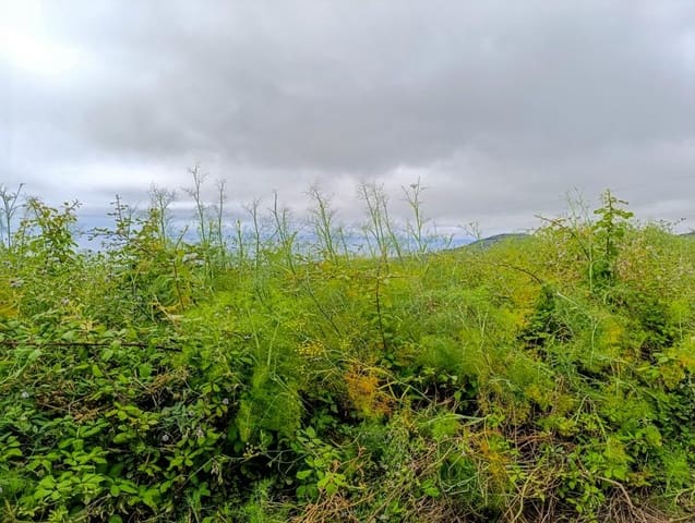 Mark till salu i Tacoronte - 130 000 € (Ref: 9287428)