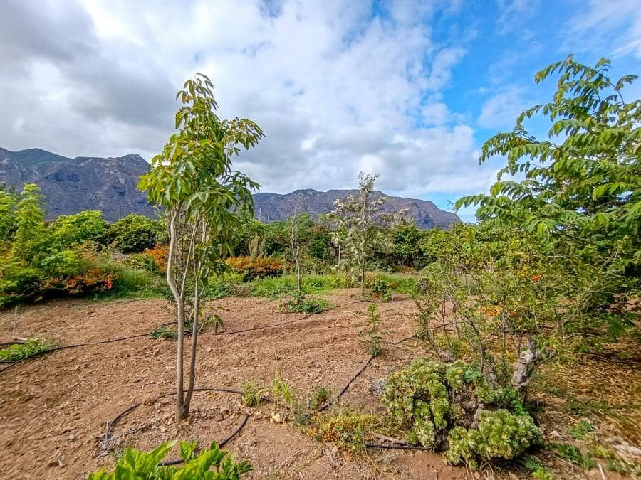 Maalaistalo myytävänä paikassa Buenavista del Norte - 895 000 € (Ref: 9337037)