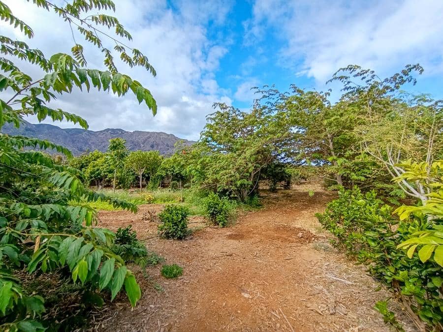 Maalaistalo myytävänä paikassa Buenavista del Norte - 895 000 € (Ref: 9337037)