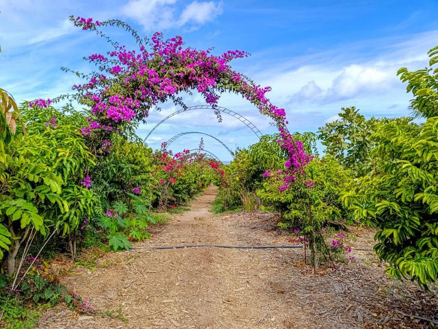 Maalaistalo myytävänä paikassa Buenavista del Norte - 895 000 € (Ref: 9337037)