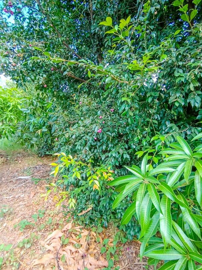 Maalaistalo myytävänä paikassa Buenavista del Norte - 895 000 € (Ref: 9337037)