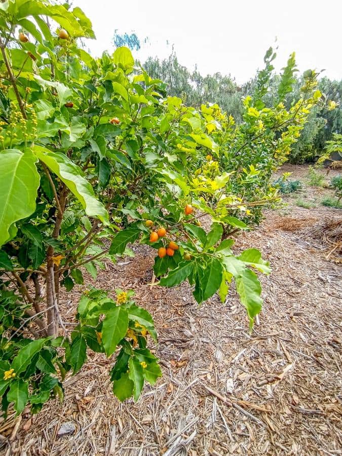 Maalaistalo myytävänä paikassa Buenavista del Norte - 895 000 € (Ref: 9337037)