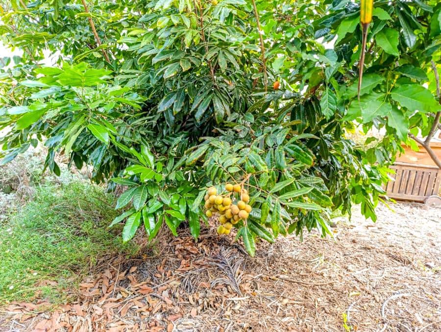 Maalaistalo myytävänä paikassa Buenavista del Norte - 895 000 € (Ref: 9337037)