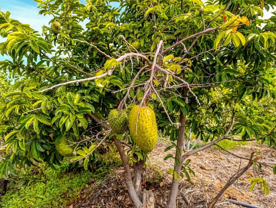 Maalaistalo myytävänä paikassa Buenavista del Norte - 895 000 € (Ref: 9337037)