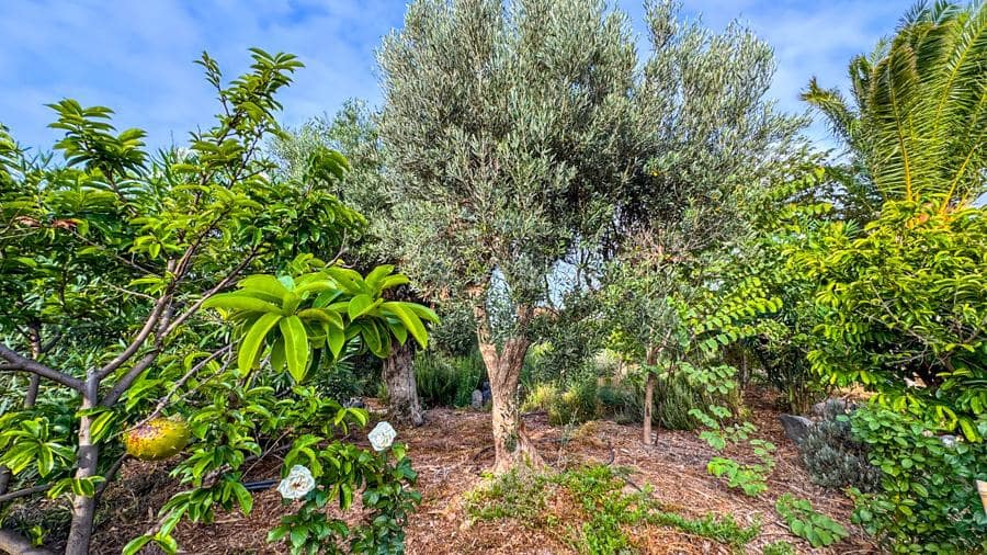 Maalaistalo myytävänä paikassa Buenavista del Norte - 895 000 € (Ref: 9337037)