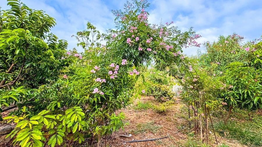 Maalaistalo myytävänä paikassa Buenavista del Norte - 895 000 € (Ref: 9337037)