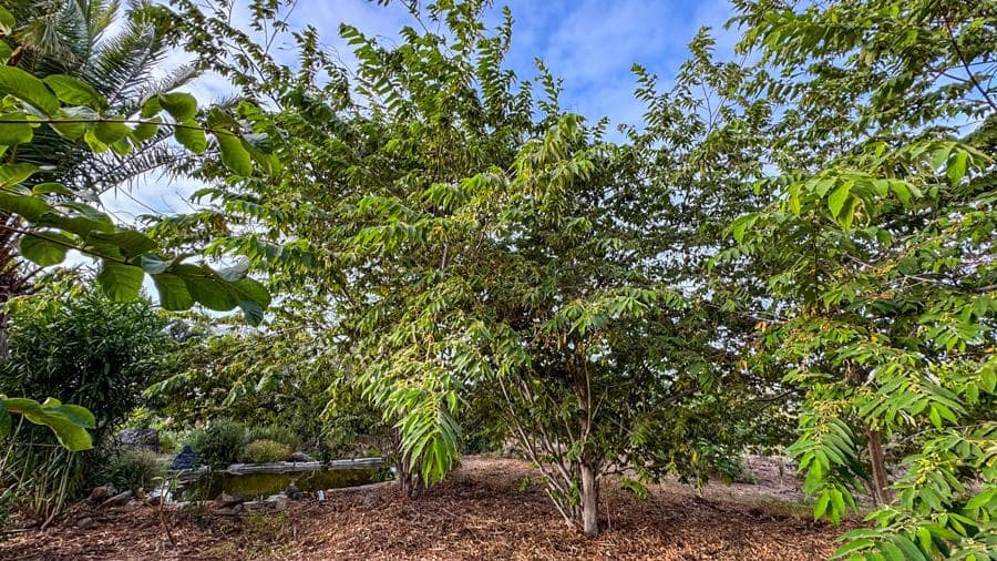 Maalaistalo myytävänä paikassa Buenavista del Norte - 895 000 € (Ref: 9337037)