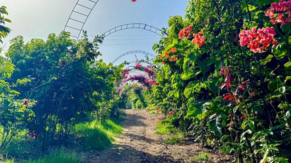 Finca/Country House for sale in Buenavista del Norte - € 890,000 (Ref: 9337037)