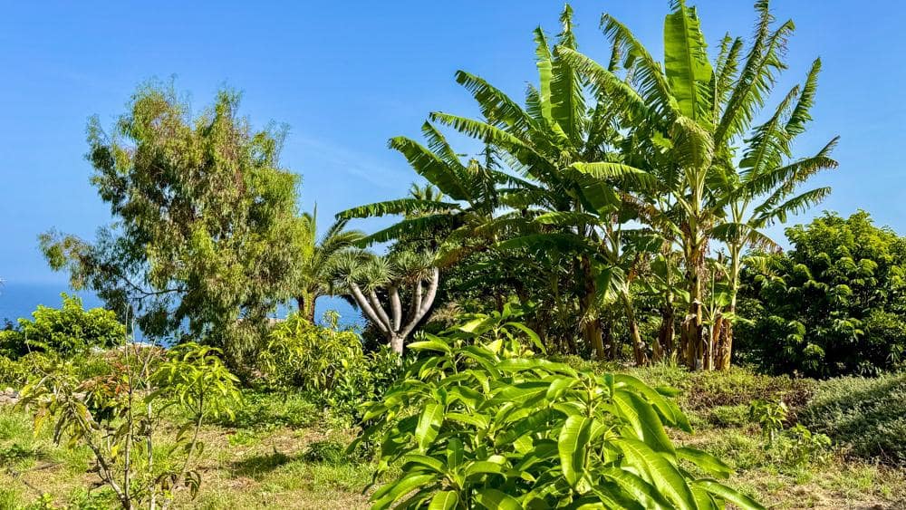 Finca/Country House for sale in Buenavista del Norte - € 890,000 (Ref: 9337037)